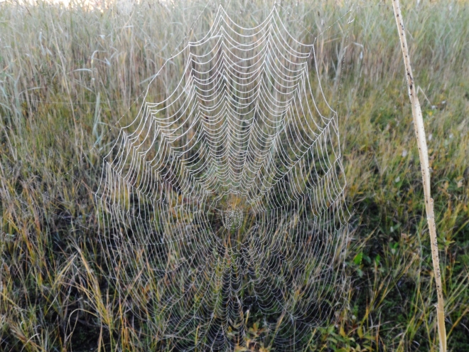 Inväntade morgonljuset och spanade in imponerande spindelnät.