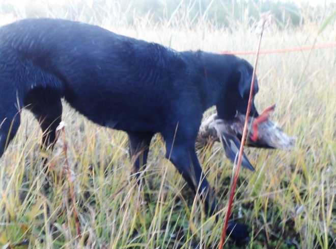 Labradoren Tib fick hämta en and som Bertil skjutit.